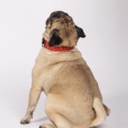 Deri Uçlu ve Aksesuarlarla GÜÇLENİRİLMİŞ Dokuma Köpek Tasması 4 cm (1)