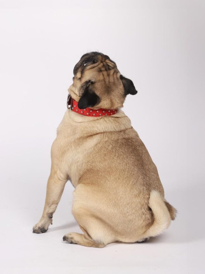 Deri Uçlu ve Aksesuarlarla GÜÇLENİRİLMİŞ Dokuma Köpek Tasması 4 cm (1)