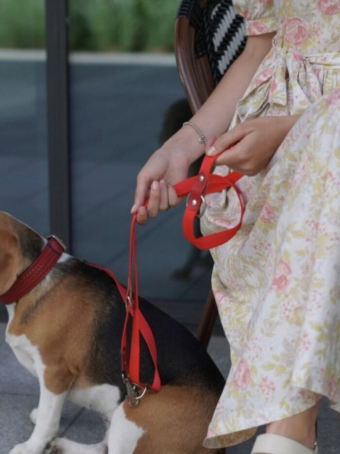 büyük köpek gezdirme kayışı