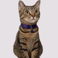Lastikli Kedi Tasması (2)