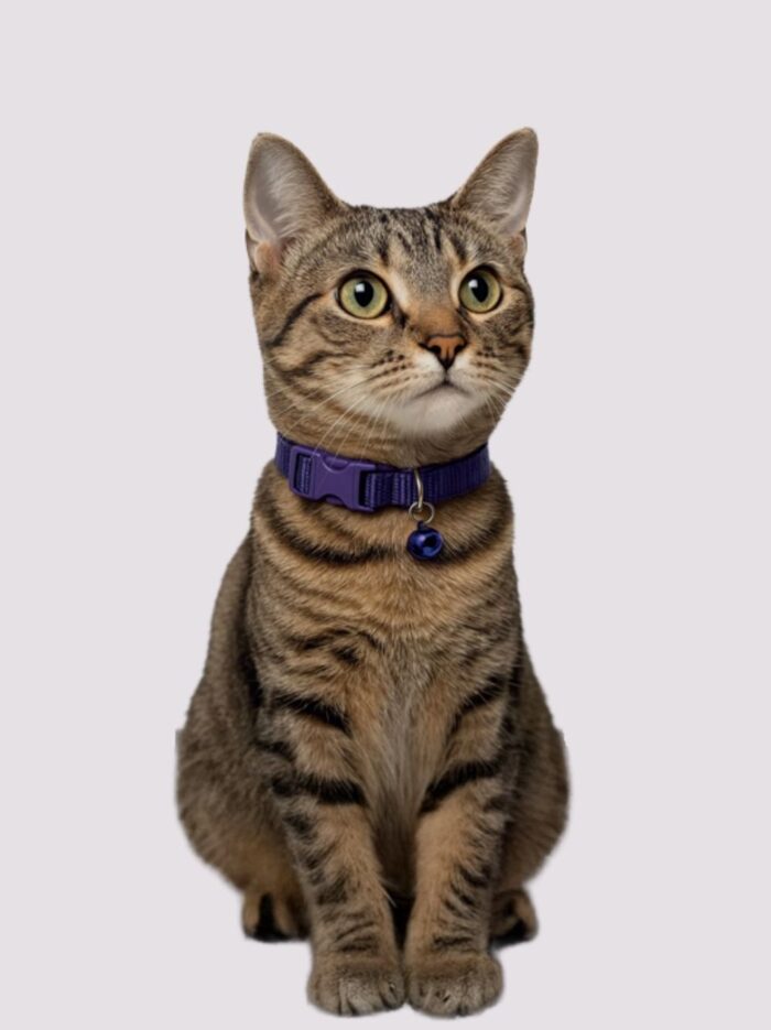 Lastikli Kedi Tasması (2)
