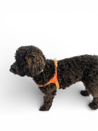 Comfort Harness comfort harness for dogs