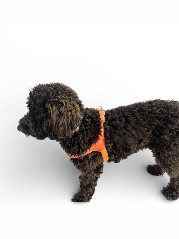 comfort harness for dogs