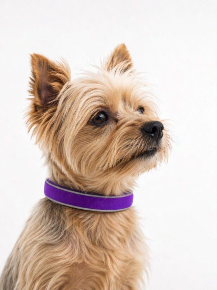 Premium Reflektörlü Köpek Tasması – El Yapımı, Yumuşak Dokulu, Nefes Alabilen, Deri Detaylı | 4 Beden 11 Renk