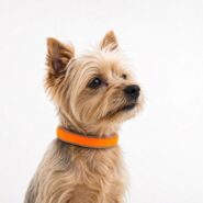 Premium Reflektörlü Köpek Tasması – El Yapımı, Yumuşak Dokulu, Nefes Alabilen, Deri Detaylı | 4 Beden 11 Renk