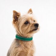 Premium Reflektörlü Köpek Tasması – El Yapımı, Yumuşak Dokulu, Nefes Alabilen, Deri Detaylı | 4 Beden 11 Renk
