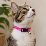 lastikli kedi tasması